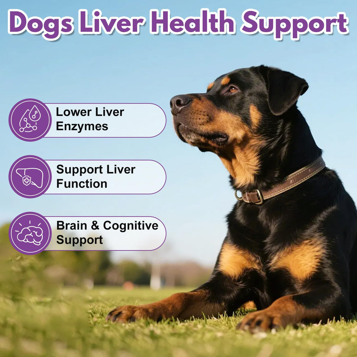 Large Dog Liver Support with 425 mg S-Adenosylmethionine & Silybin A+B, 30 Tablets L15068